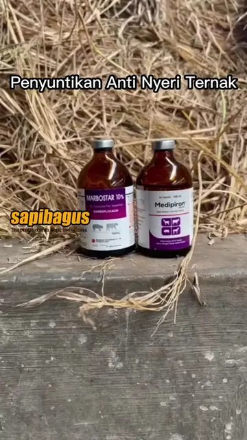 Penyuntikan-Sapi-